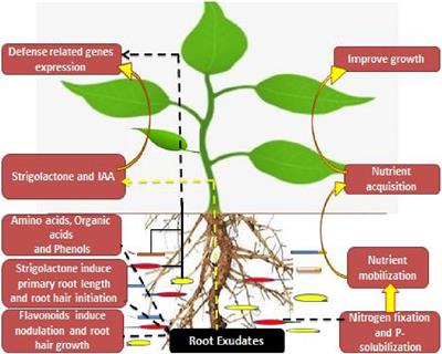 Phytomicrobiome communications: Novel implications for stress resistance in plants